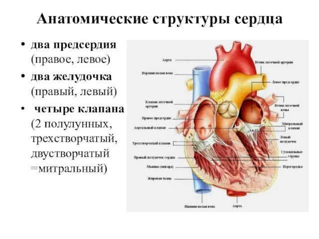 Анатомические структуры сердца два предсердия (правое, левое) два желудочка (правый, левый)