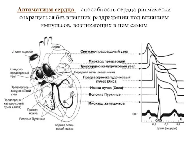 Автоматизм сердца – способность сердца ритмически сокращаться без внешних раздражении под