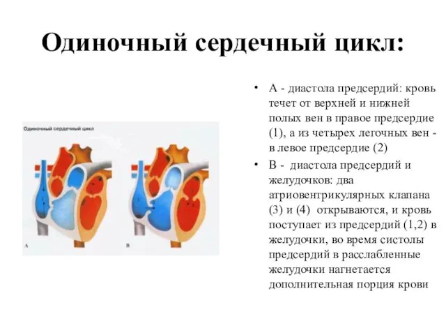 Одиночный сердечный цикл: А - диастола предсердий: кровь течет от верхней