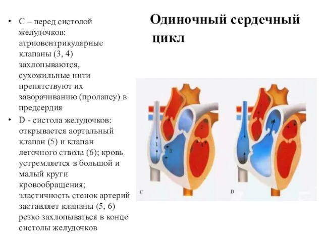 Одиночный сердечный цикл С – перед систолой желудочков: атриовентрикулярные клапаны (3,