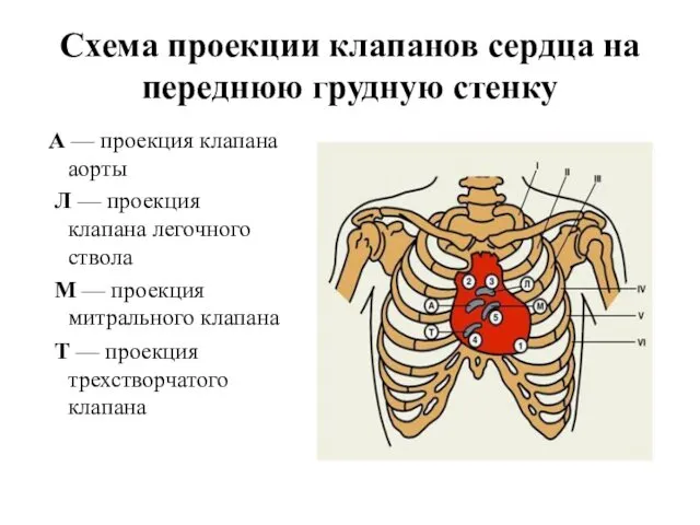 Схема проекции клапанов сердца на переднюю грудную стенку А — проекция