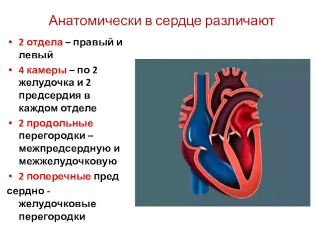 Анатомически в сердце различают 2 отдела – правый и левый 4