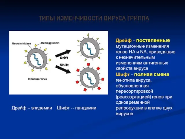 Дрейф – постепенные мутационные изменения генов HA и NA, приводящие к