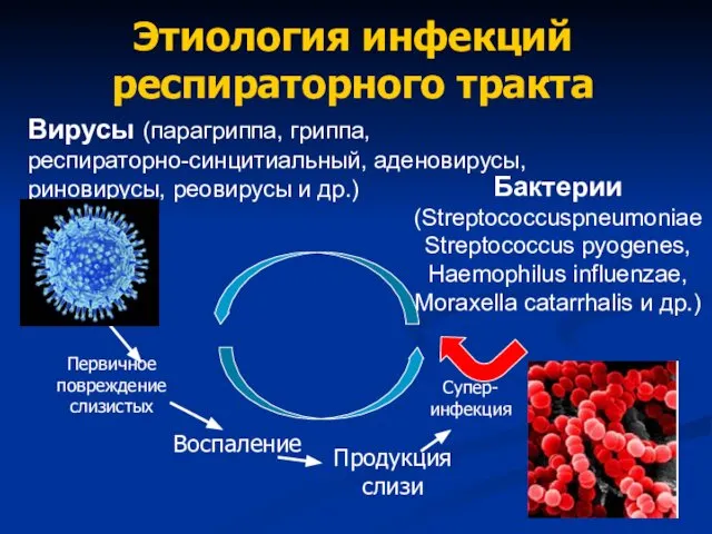 Этиология инфекций респираторного тракта Вирусы (парагриппа, гриппа, респираторно-синцитиальный, аденовирусы, риновирусы, реовирусы