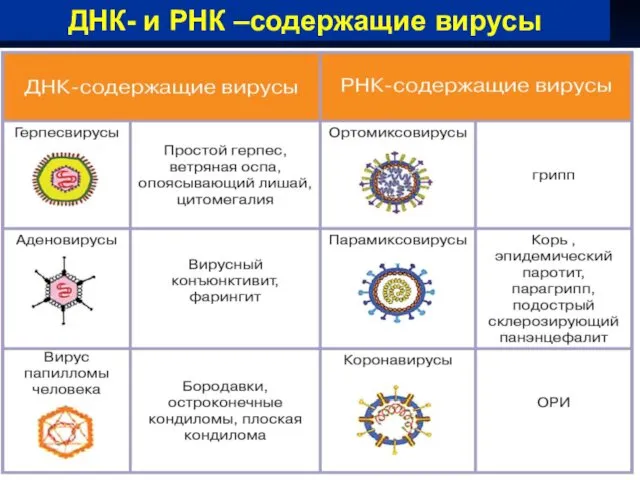 ДНК- и РНК –содержащие вирусы