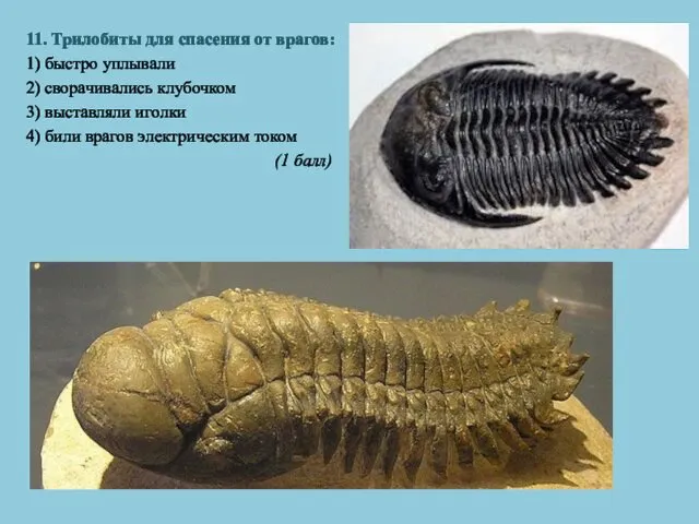 11. Трилобиты для спасения от врагов: 1) быстро уплывали 2) сворачивались