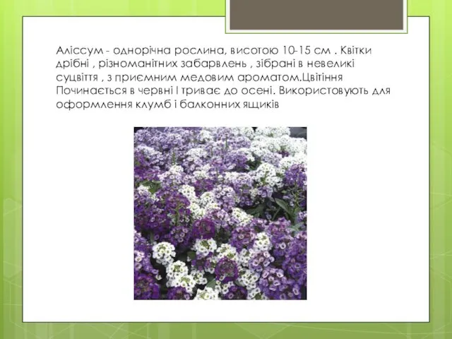 Аліссум - однорічна рослина, висотою 10-15 см . Квітки дрібні ,