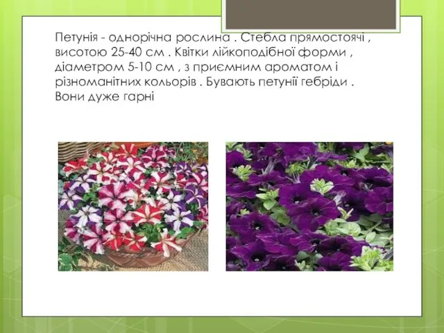 Петунія - однорічна рослина . Стебла прямостоячі , висотою 25-40 см