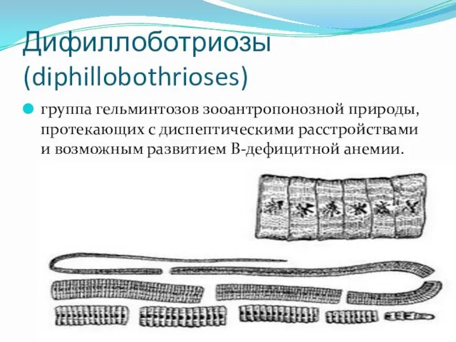 Дифиллоботриозы (diphillobothrioses) группа гельминтозов зооантропонозной природы, протекающих с диспептическими расстройствами и возможным развитием В-дефицитной анемии.