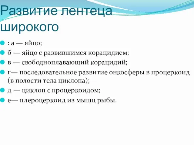 Развитие лентеца широкого : а — яйцо; б — яйцо с