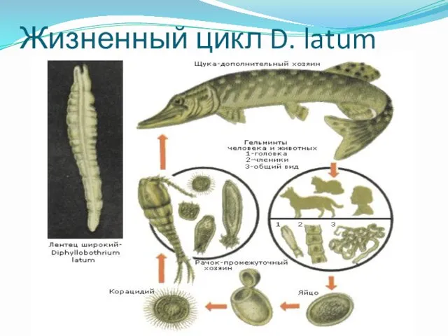 Жизненный цикл D. latum