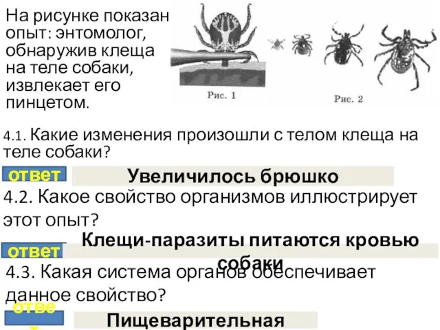 На рисунке показан опыт: энтомолог, обнаружив клеща на теле собаки, извлекает