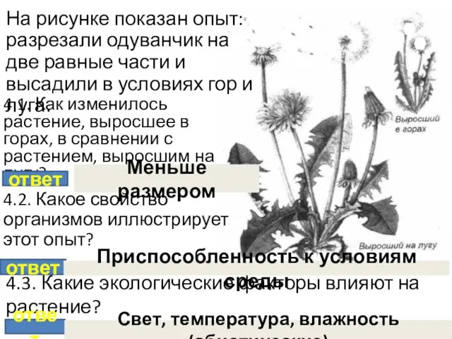 На рисунке показан опыт: разрезали одуванчик на две равные части и