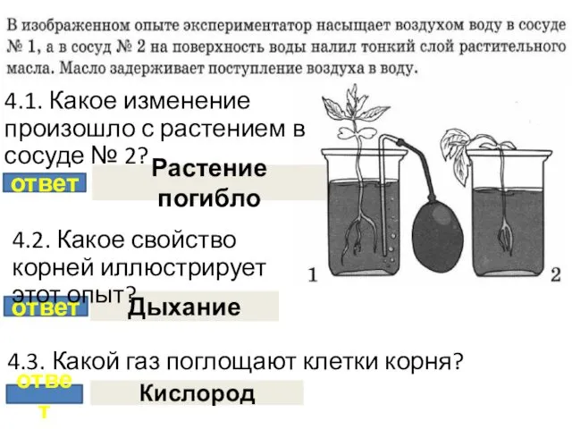 ответ Растение погибло ответ Дыхание ответ Кислород 4.1. Какое изменение произошло