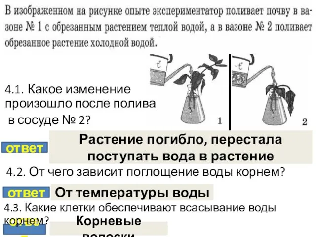 ответ Растение погибло, перестала поступать вода в растение ответ От температуры