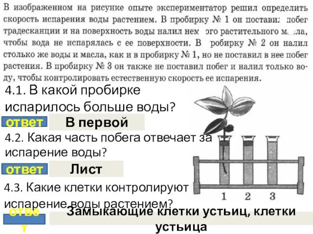 ответ В первой ответ Лист ответ Замыкающие клетки устьиц, клетки устьица