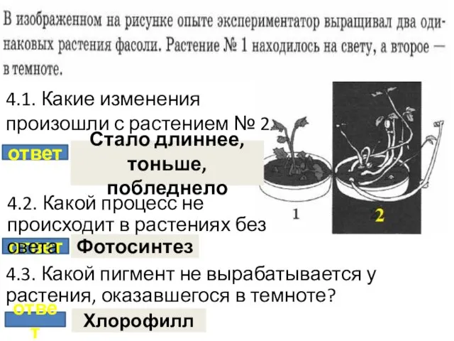 ответ Стало длиннее, тоньше, побледнело ответ Фотосинтез ответ Хлорофилл 4.1. Какие