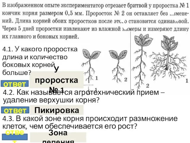 ответ У проростка № 1 ответ Пикировка ответ Зона деления 4.1.