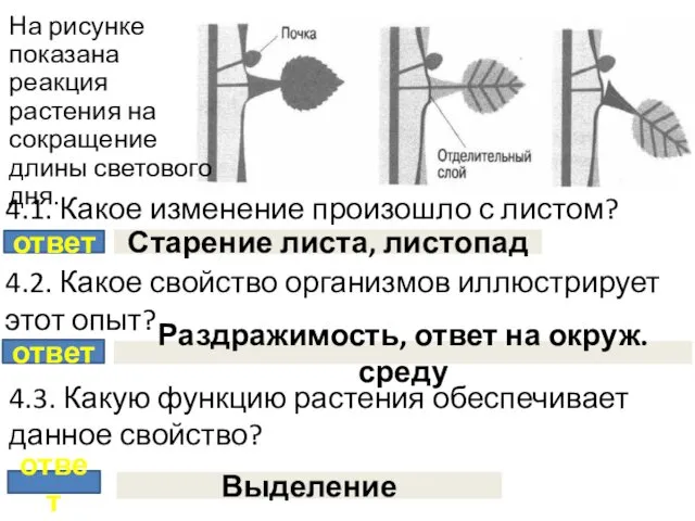 На рисунке показана реакция растения на сокращение длины светового дня. 4.1.