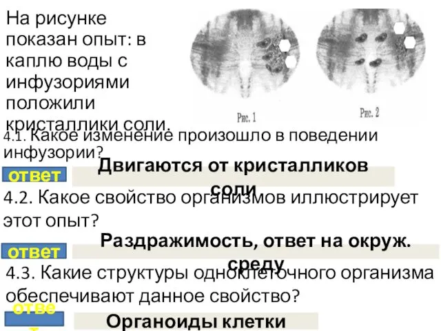 На рисунке показан опыт: в каплю воды с инфузориями положили кристаллики