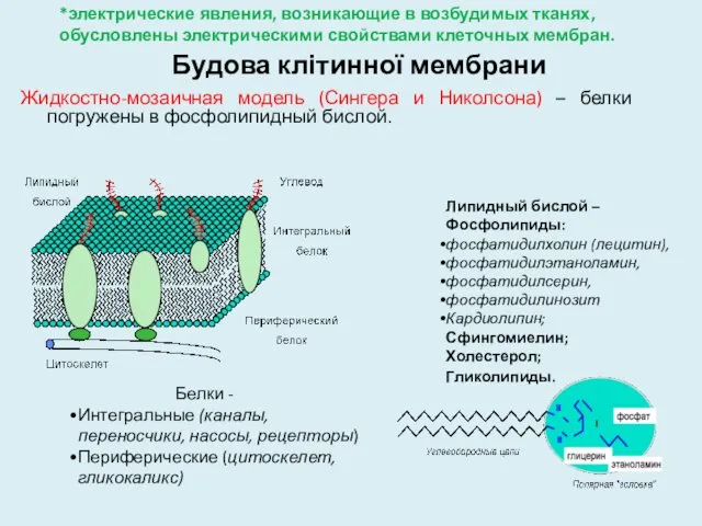 Будова клітинної мембрани Жидкостно-мозаичная модель (Сингера и Николсона) – белки погружены