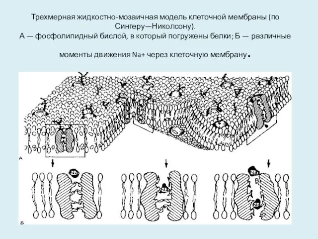 Трехмерная жидкостно-мозаичная модель клеточной мембраны (по Сингеру—Николсону). А — фосфолипидный бислой,