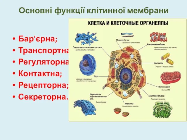 Основні функції клітинної мембрани Бар'єрна; Транспортна; Регуляторна; Контактна; Рецепторна; Секреторна.