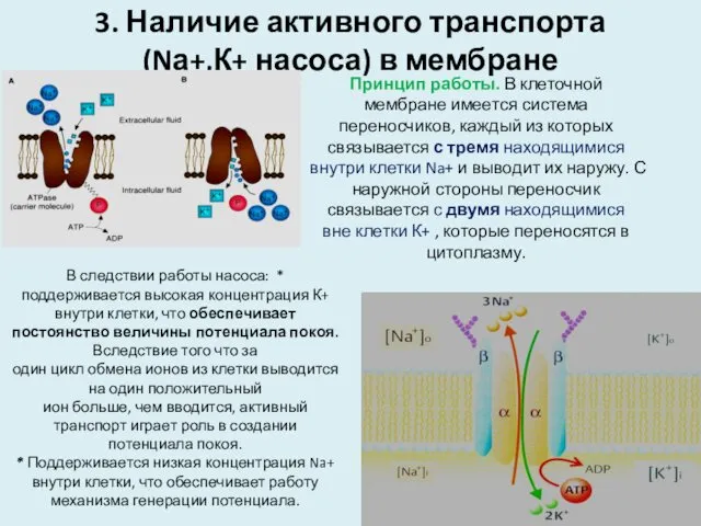 3. Наличие активного транспорта (Nа+,К+ насоса) в мембране Принцип работы. В