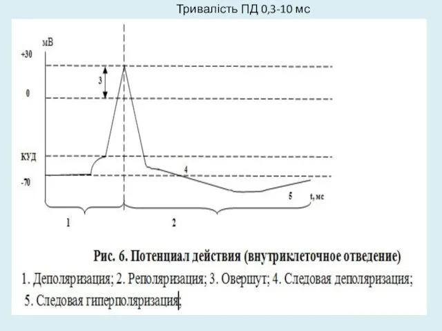 Тривалість ПД 0,3-10 мс