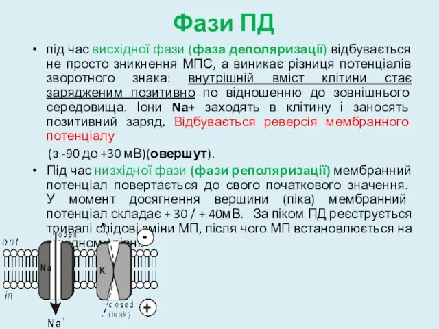 Фази ПД під час висхідної фази (фаза деполяризації) відбувається не просто