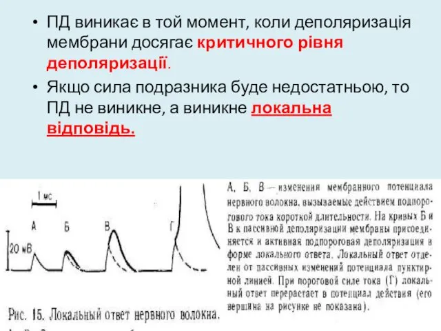 ПД виникає в той момент, коли деполяризація мембрани досягає критичного рівня