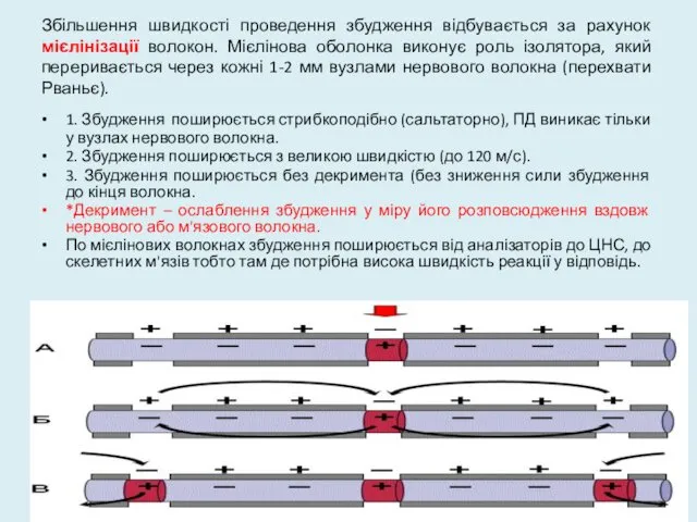 Збільшення швидкості проведення збудження відбувається за рахунок мієлінізації волокон. Мієлінова оболонка