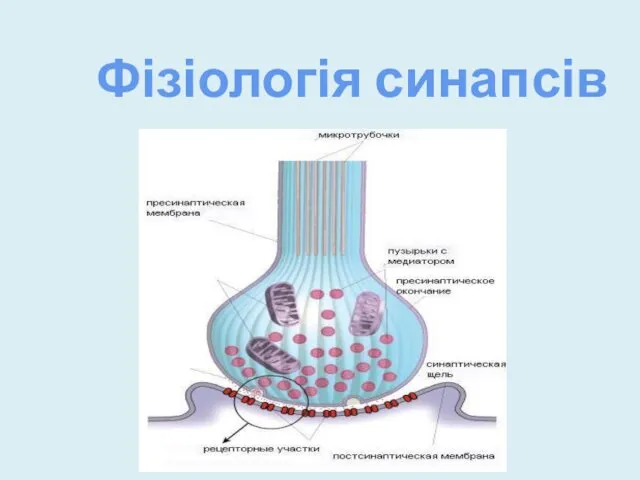 Фізіологія синапсів