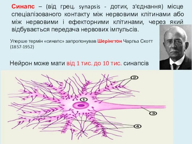 Синапс – (від грец. synapsis - дотик, з'єднання) місце спеціалізованого контакту