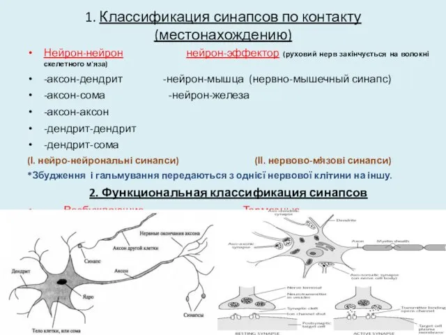 1. Классификация синапсов по контакту (местонахождению) Нейрон-нейрон нейрон-эффектор (руховий нерв закінчується