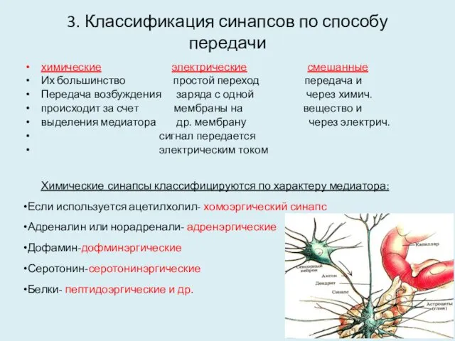 3. Классификация синапсов по способу передачи химические электрические смешанные Их большинство