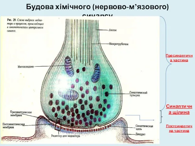 Будова хімічного (нервово-м’язового) синапсу Пресинаптична частина Синаптична щілина Постсинаптична частина