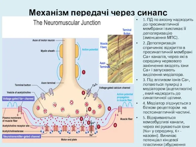 Механізм передачі через синапс 1. ПД по аксону надходить до пресинаптичної