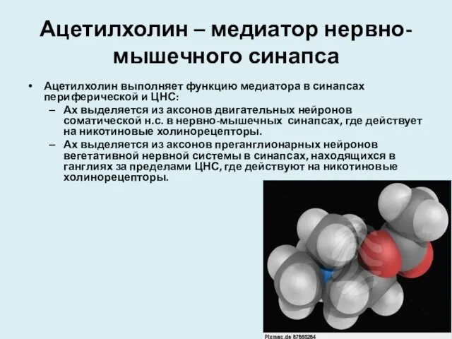 Ацетилхолин – медиатор нервно-мышечного синапса Ацетилхолин выполняет функцию медиатора в синапсах