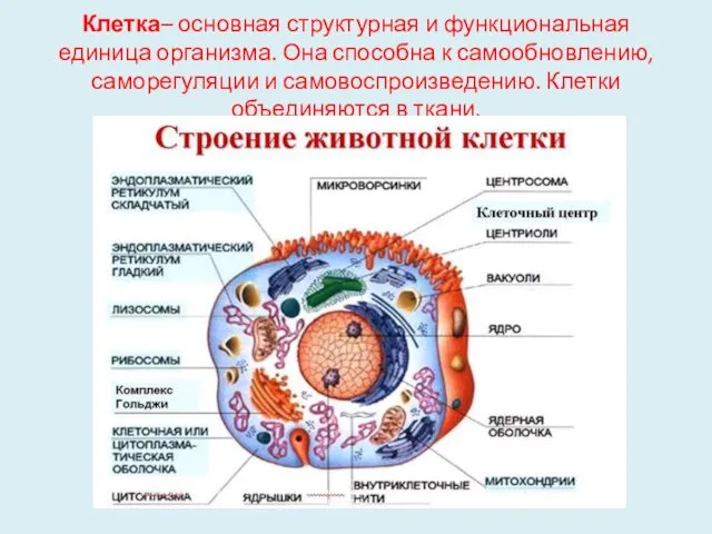 Клетка– основная структурная и функциональная единица организма. Она способна к самообновлению,