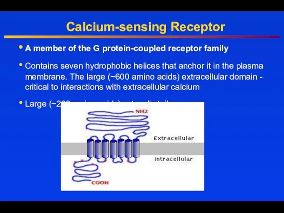 Calcium-sensing Receptor A member of the G protein-coupled receptor family Contains