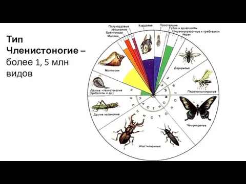 Тип Членистоногие – более 1, 5 млн видов