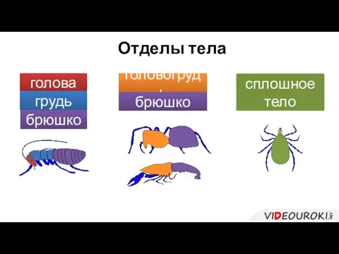 Отделы тела голова грудь брюшко головогрудь брюшко сплошное тело