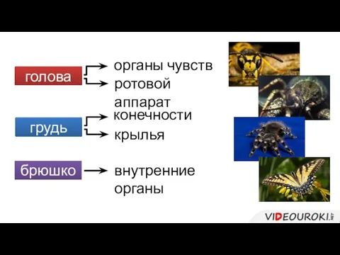 голова органы чувств ротовой аппарат грудь конечности крылья брюшко внутренние органы