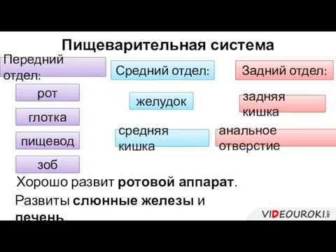 Пищеварительная система Передний отдел: Средний отдел: рот глотка пищевод зоб Задний