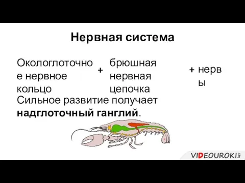 Нервная система Окологлоточное нервное кольцо брюшная нервная цепочка нервы + + Сильное развитие получает надглоточный ганглий.