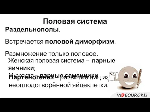 Половая система Раздельнополы. Встречается половой диморфизм. Размножение только половое. Женская половая