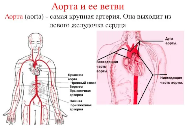 Аорта и ее ветви Аорта (aorta) - самая крупная артерия. Она выходит из левого желудочка сердца
