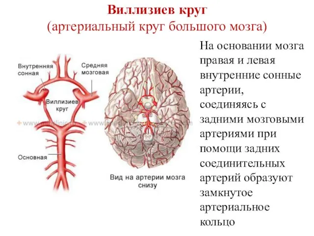 Виллизиев круг (артериальный круг большого мозга) На основании мозга правая и