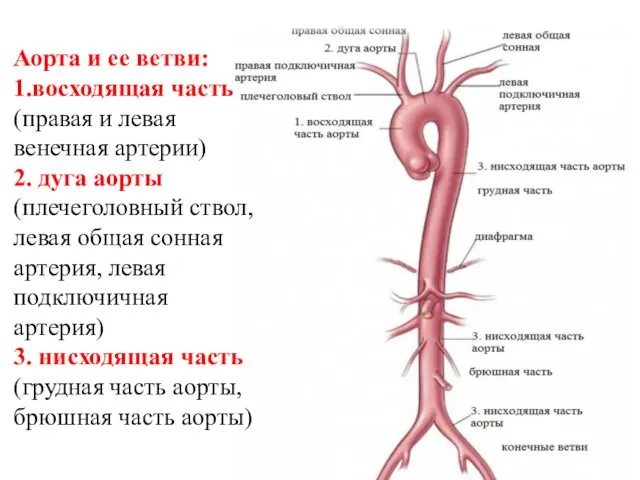 Аорта и ее ветви: 1.восходящая часть (правая и левая венечная артерии)